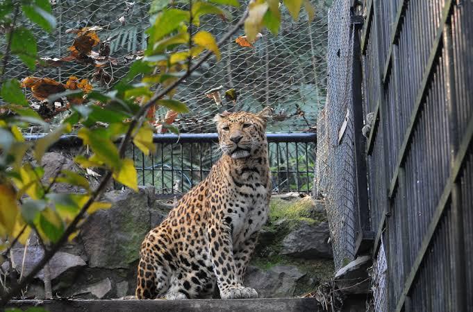 Nigerian News Update: 6 sentenced to jail after leopards escaped safari park China