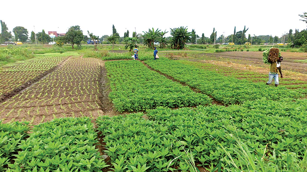 Nigerian News Update: ABP: CBN disburses N864bn to 4.1m farmers cultivating 5.02m hectares